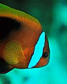 Picture Title - Cinnamon clownfish