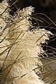 Picture Title - Pampas Grass