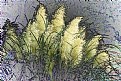 Picture Title - Pampas Grass layers
