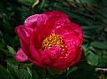 Picture Title - peony