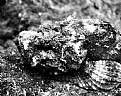 Picture Title - Stonefish