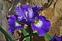 Picture Title - also iris