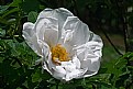 Picture Title - white rose