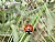 Coccinellidae