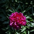Picture Title - PEONY