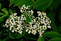 Picture Title - elderberry flowers