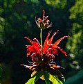 Picture Title - bee balm with hat