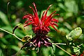 Picture Title - bee balm 2