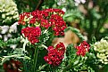Picture Title - red yarrow