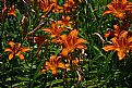 Picture Title - lilies galore