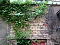 Picture Title - Trumpet Vine on Old Building