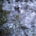 Picture Title - bee eater