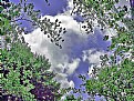 Picture Title - Trees, Clouds, Sky