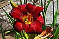 Picture Title - Bama lily