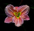Picture Title - daylily