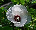 Picture Title - rose of sharon