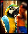Picture Title - Macaw Portrait