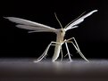 Picture Title - White Moth