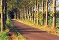 Picture Title - Poplars at 180 degrees