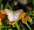 Picture Title - White Peacock Butterfly