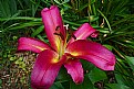 Picture Title - oriental lily