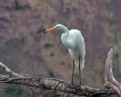 Picture Title - Egret