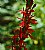 Cardinal flower