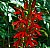 Cardinal flower 2