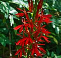 Picture Title - Cardinal flower 2