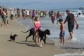 Picture Title - "Girl and Poodle"