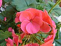 Picture Title - Geranium