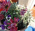 Picture Title - Flowers in the way to Jujuy