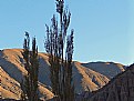 Picture Title - Poplar Trees & Mountain