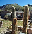 Picture Title - GIANT CACTUS