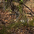 Picture Title - tigress, sitting in the bushes...