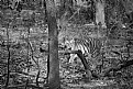 Picture Title - bandhavgarh