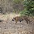 tiger at bandhavgarh