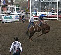 Picture Title - Saddle Back