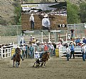 Picture Title - Steer Wrestling