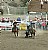 Steer Wrestling