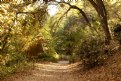 Picture Title - "Stream Trail"