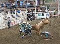 Picture Title - Bull Riding