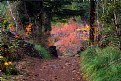 Picture Title - Proxy Falls Trail