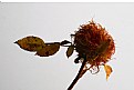 Picture Title - rose bedeguar gall