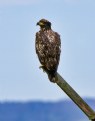 Picture Title - Juvenile Bald Eagle