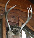 Picture Title - Antler Bird Nest