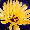 Picture Title - Yellow Flower