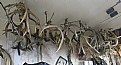 Picture Title - Antler Collection