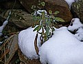 Picture Title - sage on ice