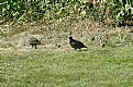 Picture Title - Baby Quail